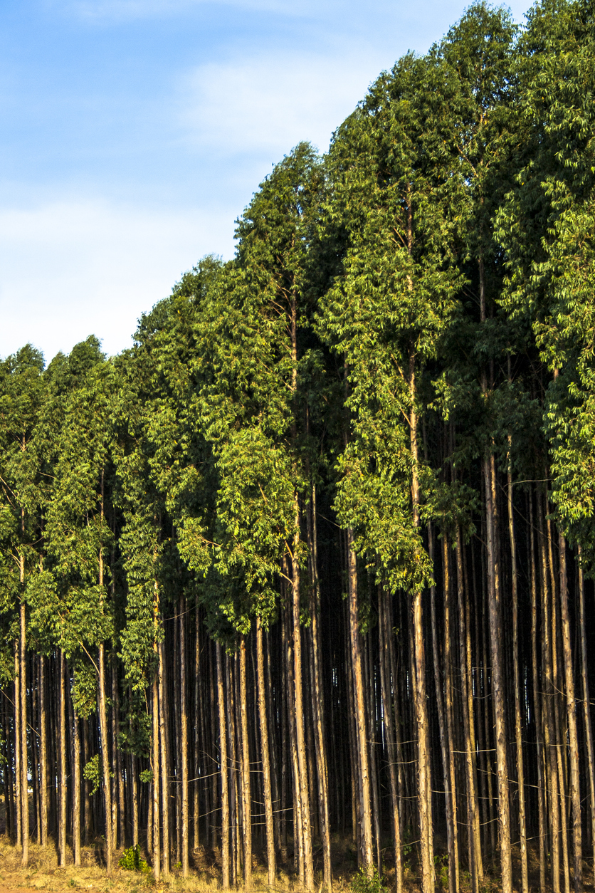Skog av eukalyptusträd i Brasilien.